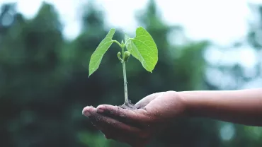 Mano sosteniendo una pequeña planta con fondo borroso.